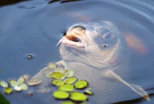 How to Choose the Best Koi Pond Kits